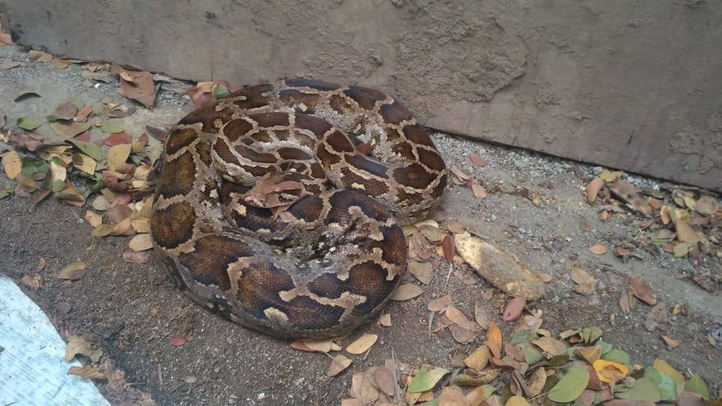 Rock Python was rescued by our rescue team member from Kalpataru Society in  Thane. | WWA INDIA