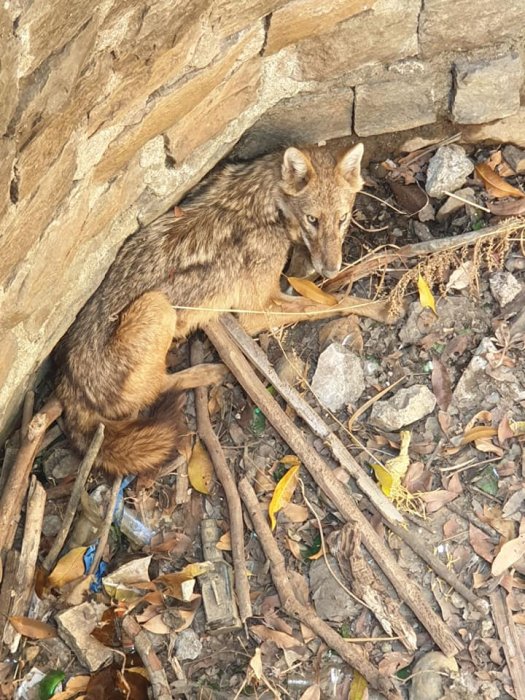 A joint rescue operation by Thane Forest Department, WWA , RAWW and SWO ; a  Golden Jackal was rescued from a dry well near Airoli Mangroves. | WWA INDIA