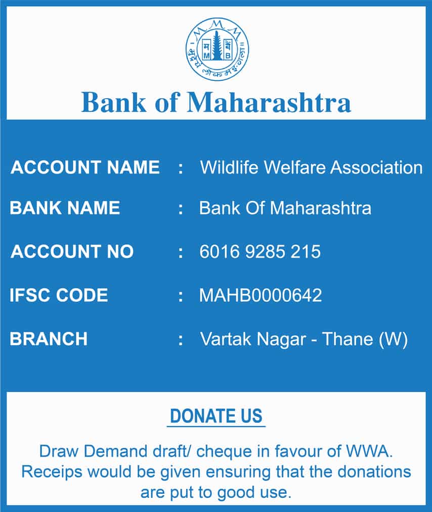 Bank Transfer Details