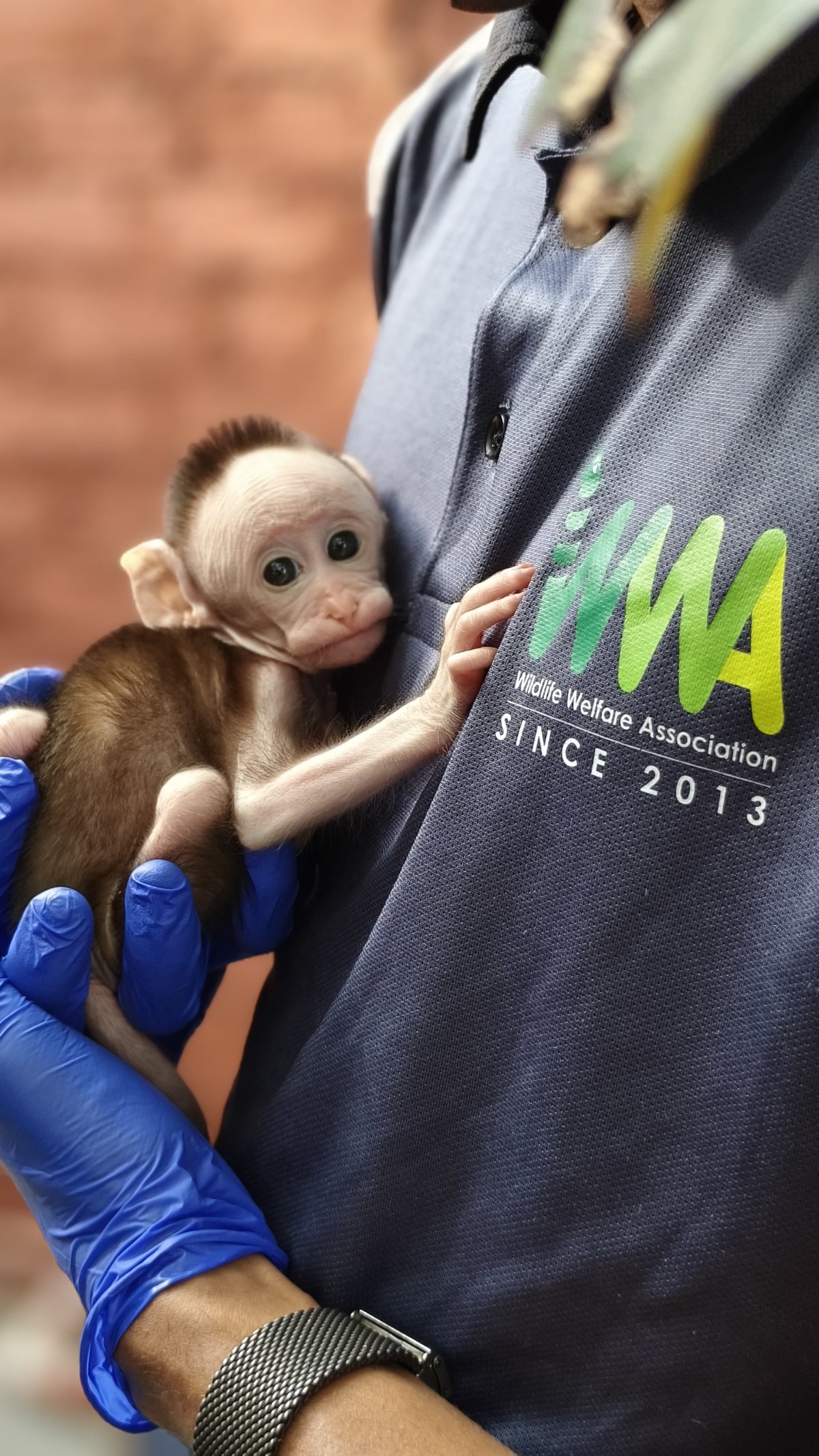 A rescued infant macaque clinging to a WWA rescuer