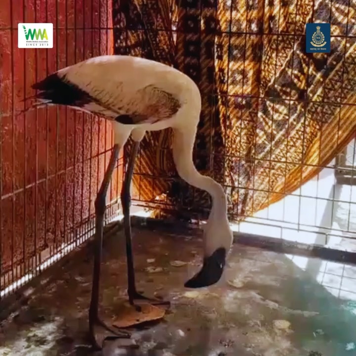 From Still Waters to Soaring Skies Again

On 10th April, our team at Wildlife Welfare Association (WWA) received a call 