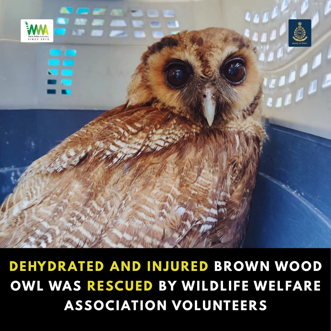 🦉💔 Not every hero wears a cape… sometimes, they answer a phone call.

A rare Brown Wood Owl—a magnificent nocturnal bird