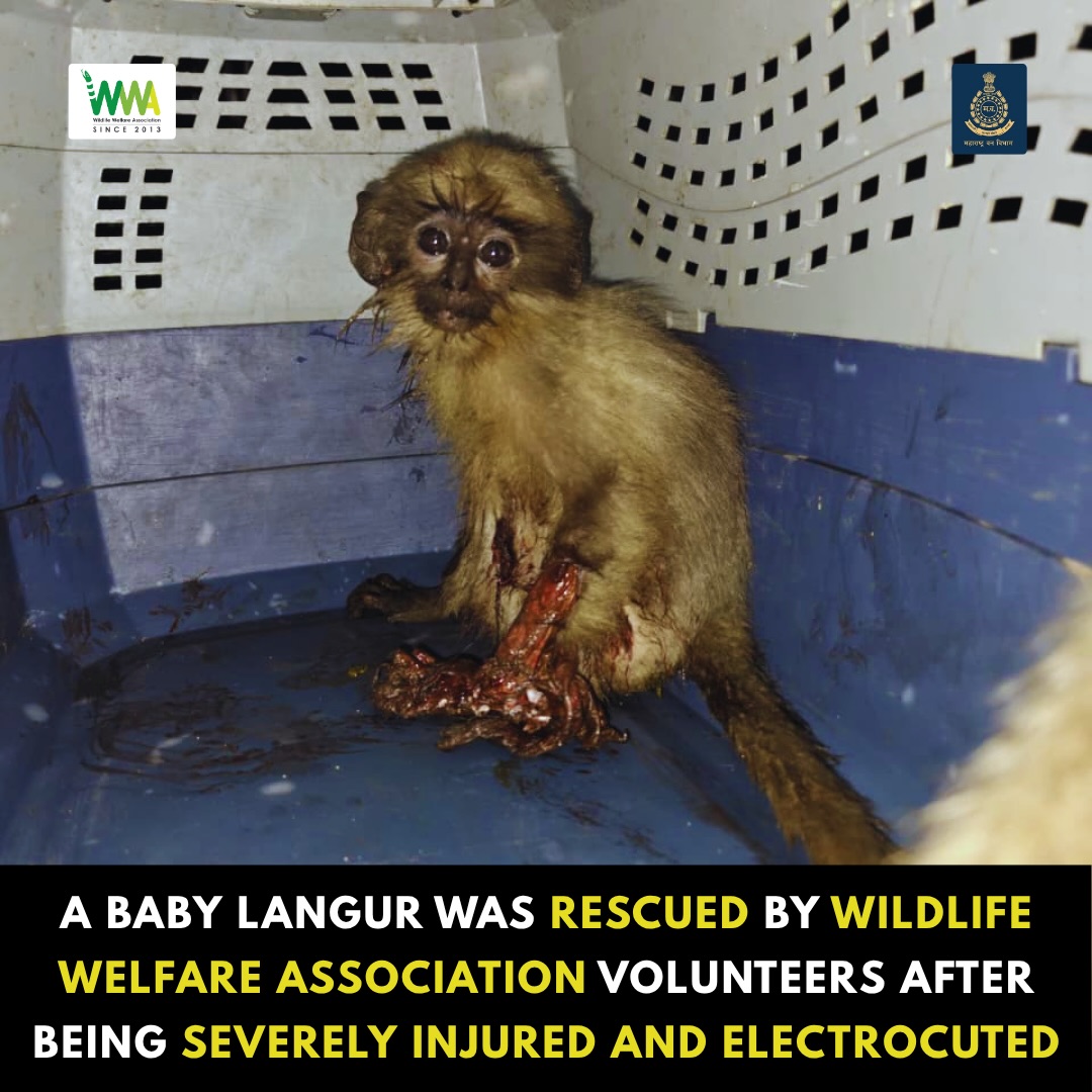 A Tiny Life. A Big Fight. 🐒💔

Today, our hearts are heavy.

We received a distress call about a baby langur lying helple