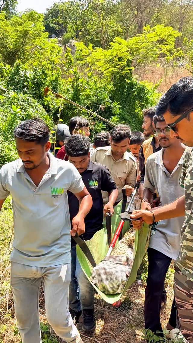 THE INDIRA NAGAR LEOPARD RESCUE ⏱️🐾

​In the heart of human-wildlife conflict zones, swift coordination saves lives.
​Wh