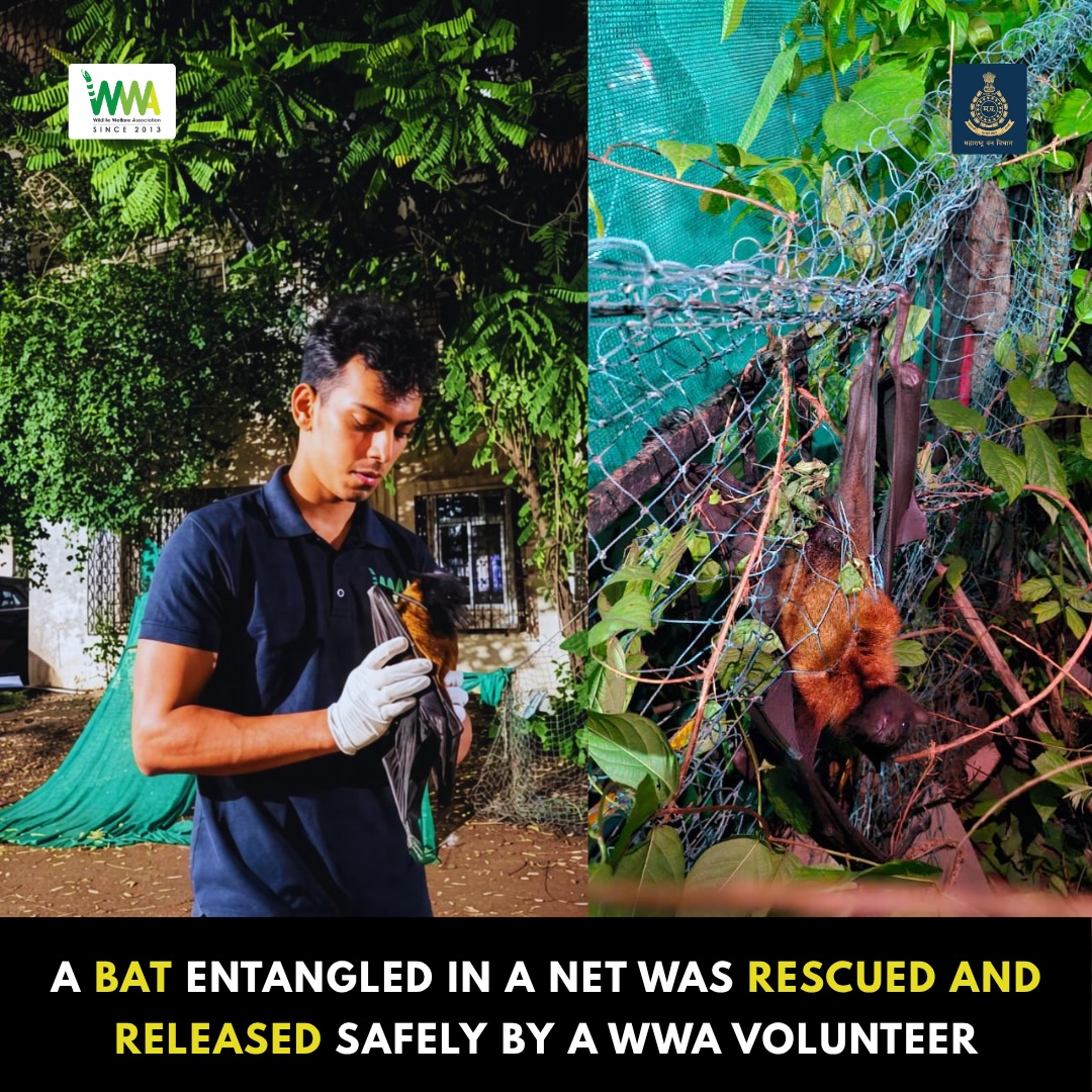 Safe Rescue. Safe Release. 🌿🦇

Urban wildlife needs our understanding, not fear.

A fruit bat was found trapped in garde