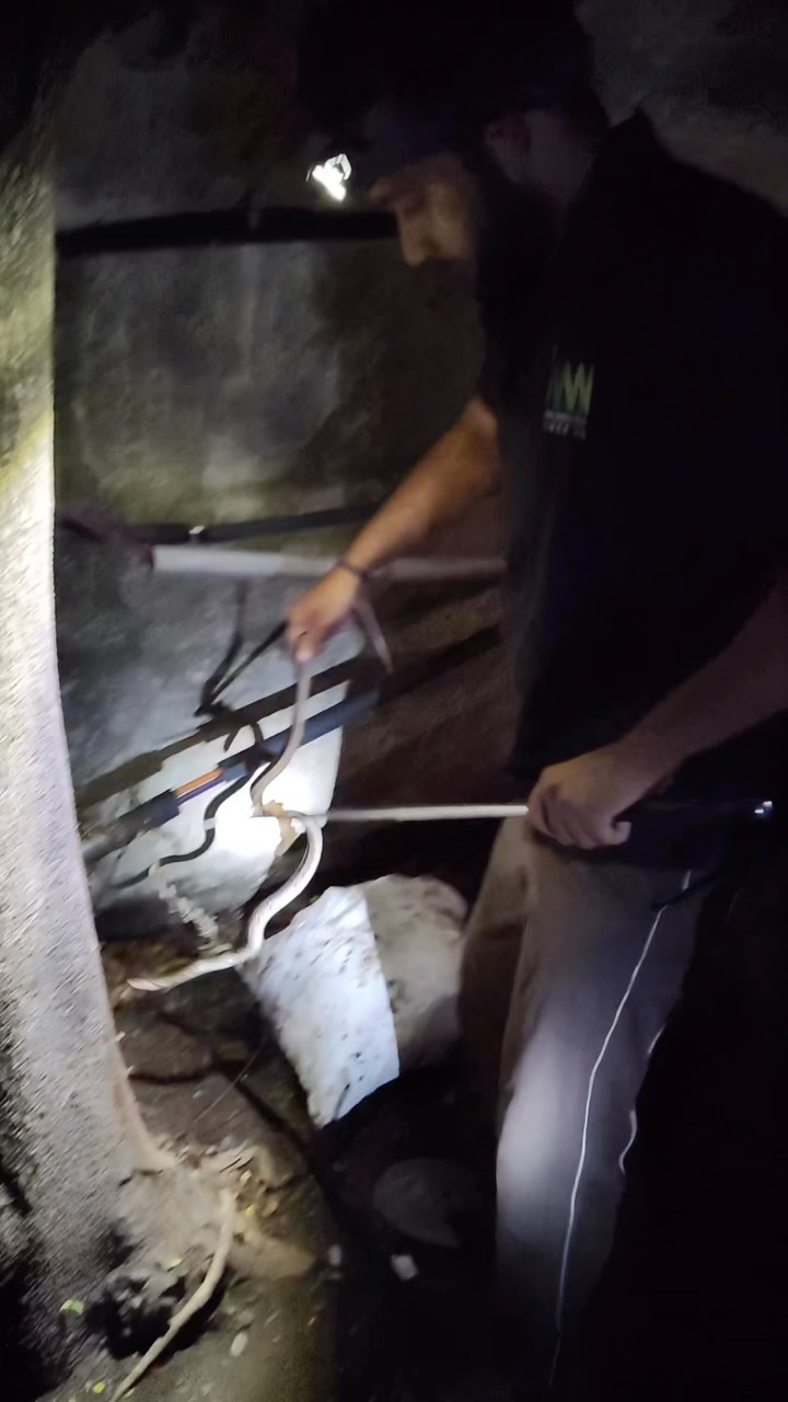 𝗥𝗘𝗦𝗖𝗨𝗘 • 𝗥𝗘𝗟𝗘𝗔𝗦𝗘 • 𝗖𝗢𝗡𝗦𝗘𝗥𝗩𝗘 🌿🐍

A late night call from Waghbil, where a snake had been spotted hiding behind stacked cem